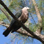 Rupe the Pacific Pigeon