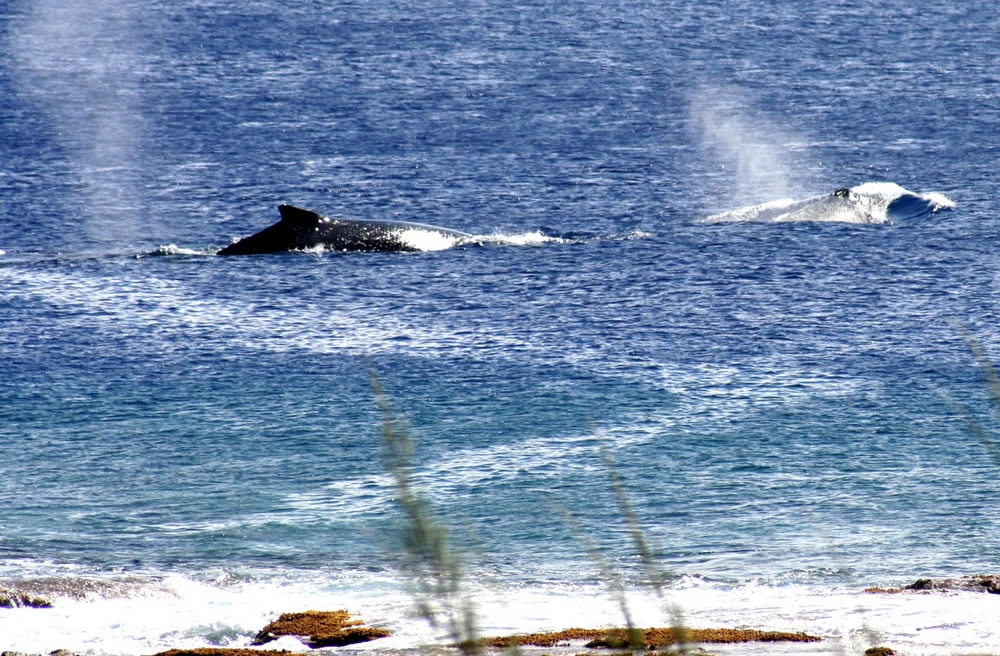 Whales cruising past the viewing platform at O’Kiva