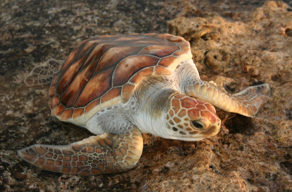 Saddleback Turtle | Mauke  | South Pacific